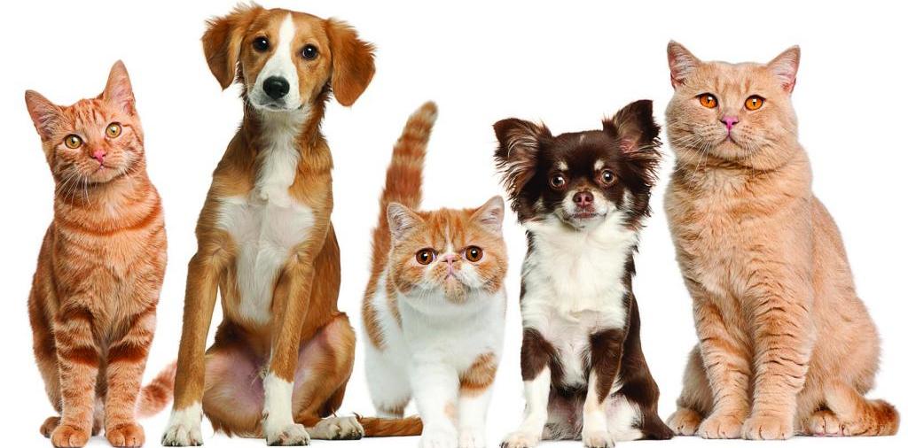 Доска объявлений о животных | ЗооТом - продажа, вязка и услуги для животных в Староминской