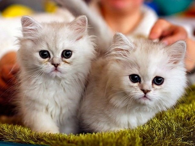 Породы кошек в Староминской | ЗооТом портал о животных