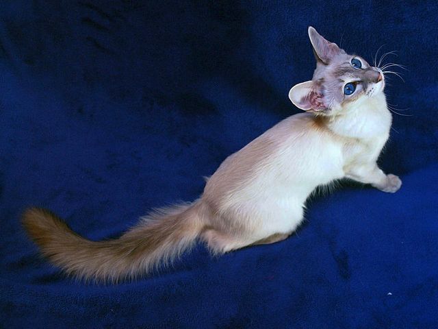 Выведенные породы кошек в Староминской | ЗооТом портал о животных