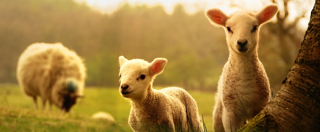 Объявления о сельскохозяйственных животных | ЗооТом - продажа, вязка и услуги для животных в Староминской