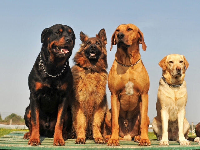 Крупные породы собак в Староминской | ЗооТом портал о животных